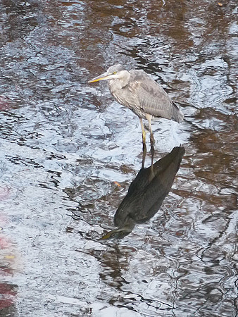 Great Blue Heron, Turtle Pond