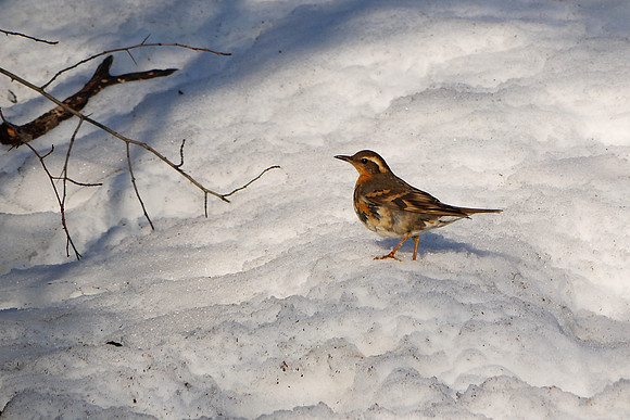 Varied Thrush, Central Park