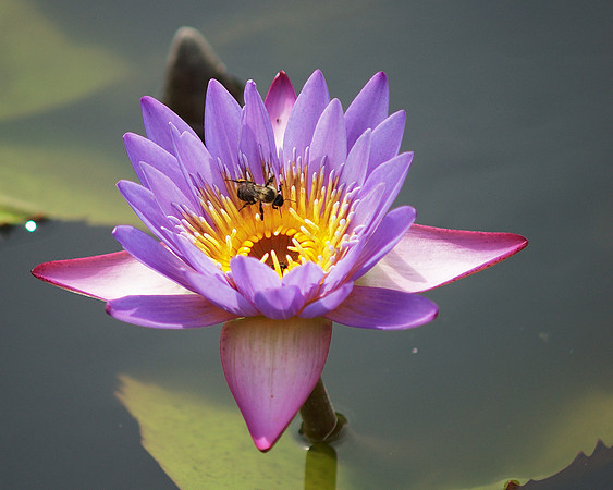 Bee and Water Lily