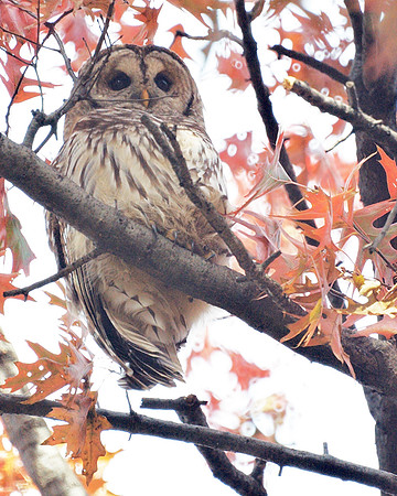 Barred Owl, Central Park