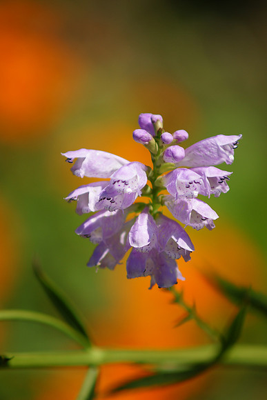 HBW