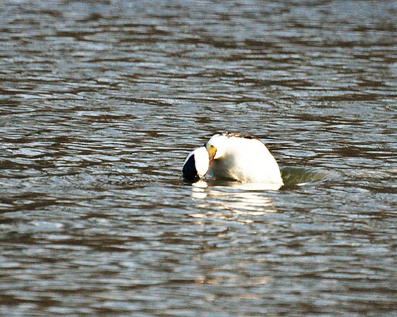 Bufflehead diving