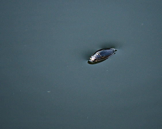 Water beetle
