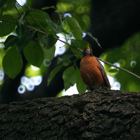 American Robin