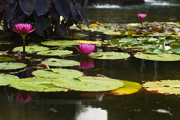 Water Lilies, Bethesda Fountain, Central Park