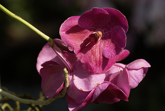 Vanda hybrid