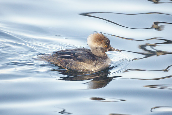 Hooded Merganser, Central Park Reservoir