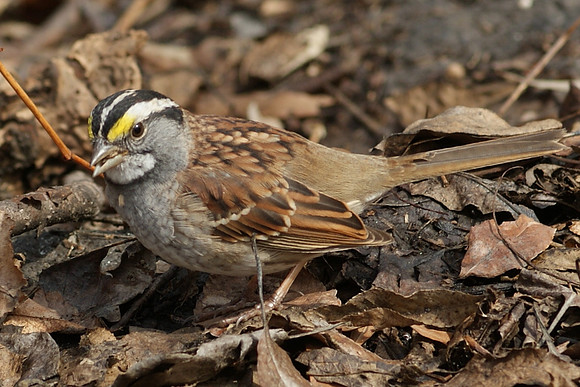 sparrow lunching (2)