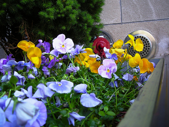the shapes of flowers