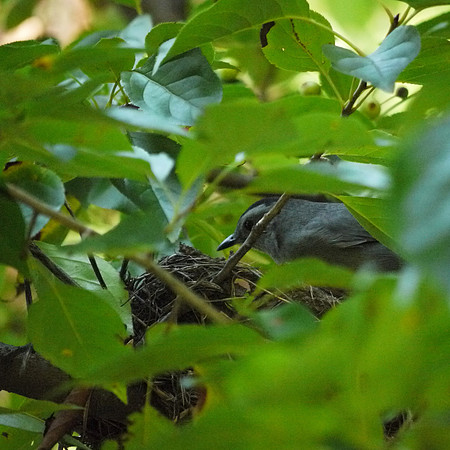 Catbird on nest, Central Park