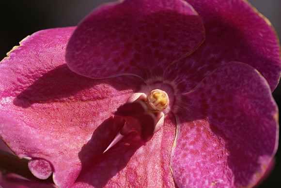 Vanda hybrid