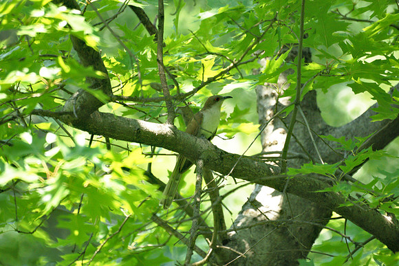 Black-Billed Cuckoo, Central Park