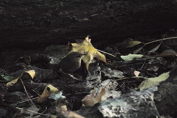 Winter Wren, Central Park