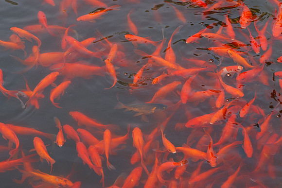 Koi, Brooklyn Botanic Garden