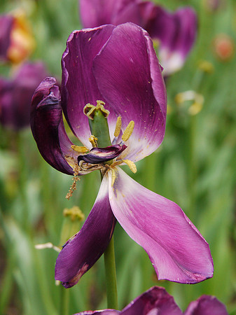 Tulip, Central Park Conservancy Garden