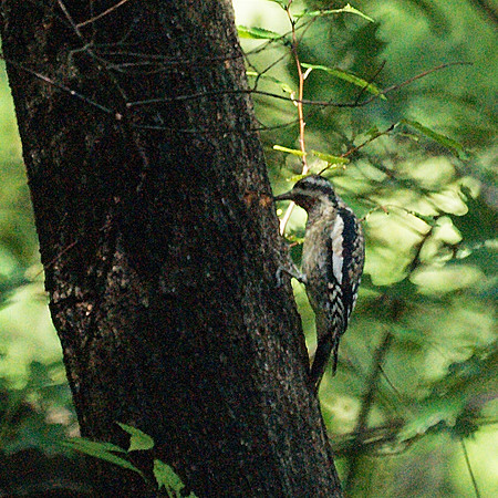 Yellow-Bellied Sapsucker, Central Park