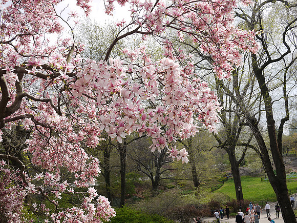 Cherry Blossoms, Cedar Hill