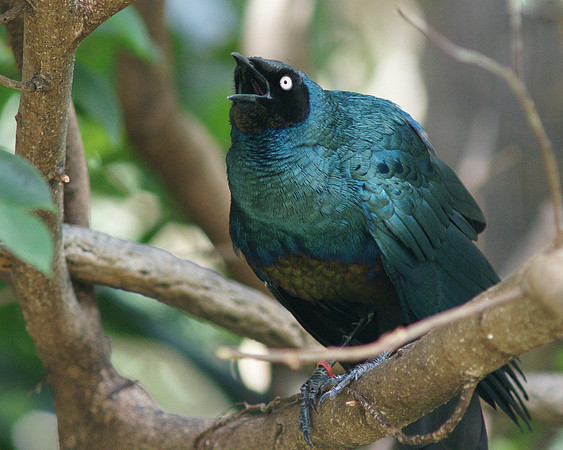 Metallic Starling, Central Park Zoo