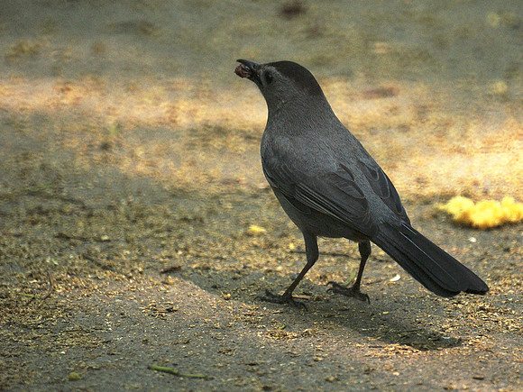 DSC07066