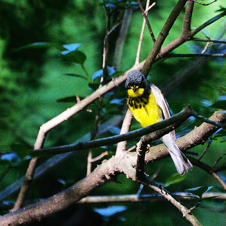 Canada Warbler