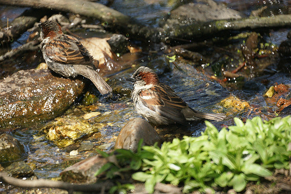 House Sparrows Bathing, NY Botanical Garden