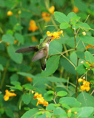 Hummingbird and Jewelweed blossom, Central Park