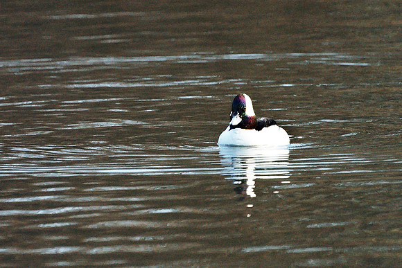 Bufflehead