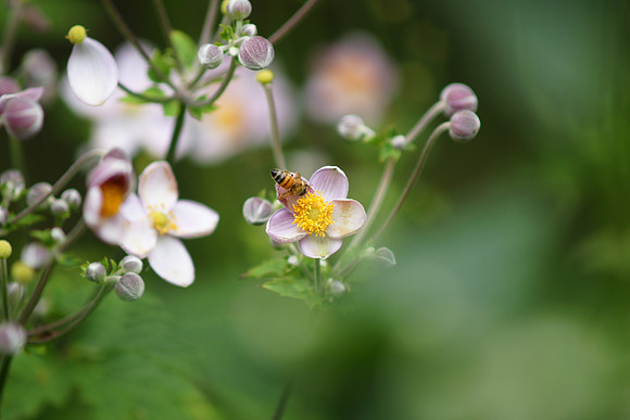 In the garden