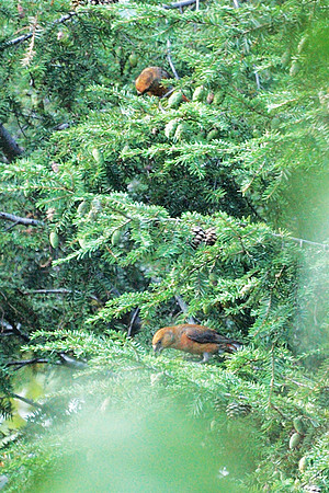 Red Crossbills, Central Park