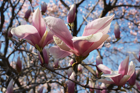 Magnolia Blossoms