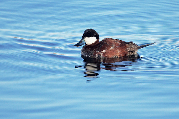Ruddy Duck, Central Park Reservoir