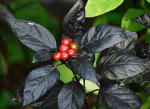 Black, Red, Green