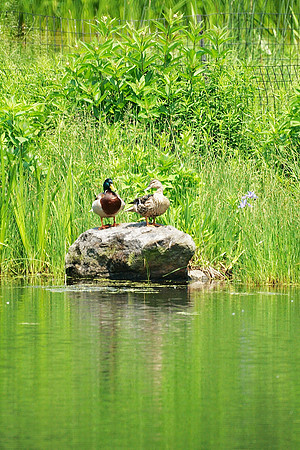 Ducks, Turtle Pond