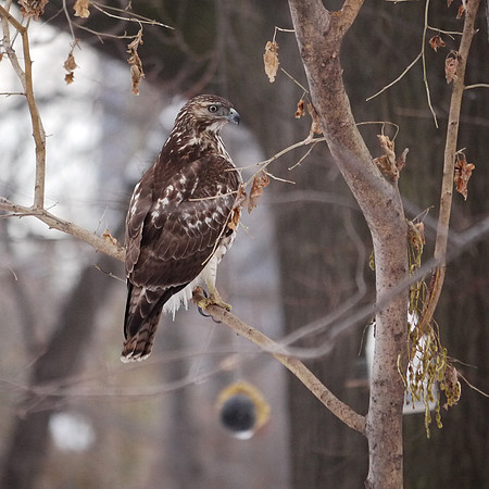 Juvenile Cooper's Hawk, Central Park
