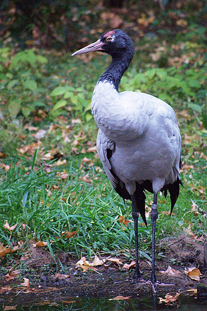 Black-Necked Crane, Bronx Zoo