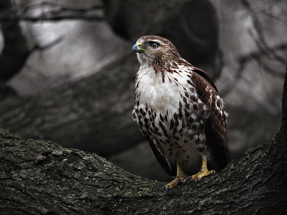 Red-Tailed Hawk, Theodore Roosevelt Park