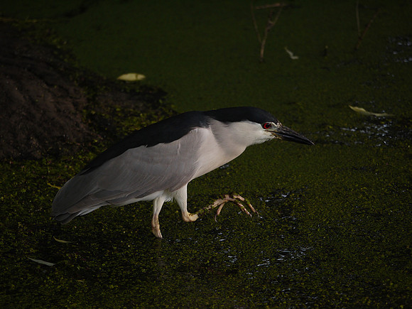 Black-Crowned Night Heron, Central Park