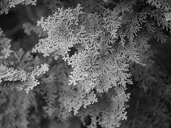 Western Red Cedar boughs, Brooklyn Botanic Garden