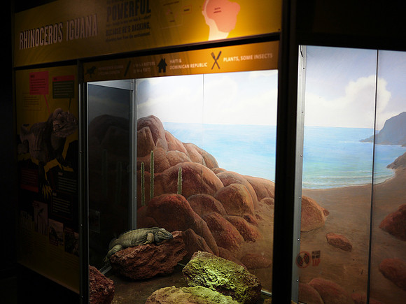 Rhinoceros Iguana display, American Museum of Natural History
