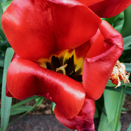 Tulip, oustide the Weill Cornell Medical Library