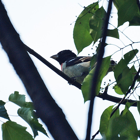Rose-Breasted Grosbeak