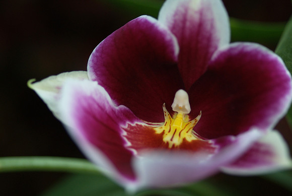Miltoniopsis Hajime Ono