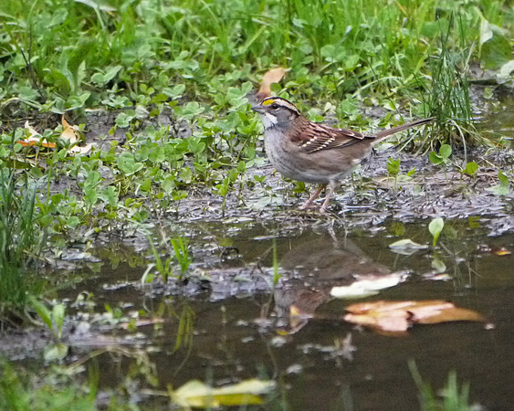 White-Throated Sparrow, Maintenance meadow, Central Park