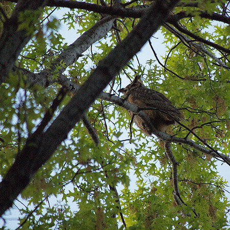 Great Horned Owl, Central Park