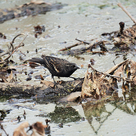 Blackbird, NY Botanical Garden