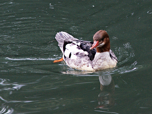 merganser resnagrem resnagrem