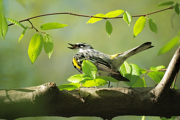 Yellow-Rumped Warbler singing, Central Park