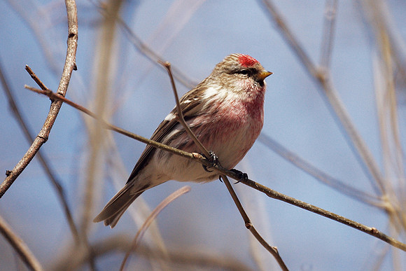 Common Redpoll, Central Park