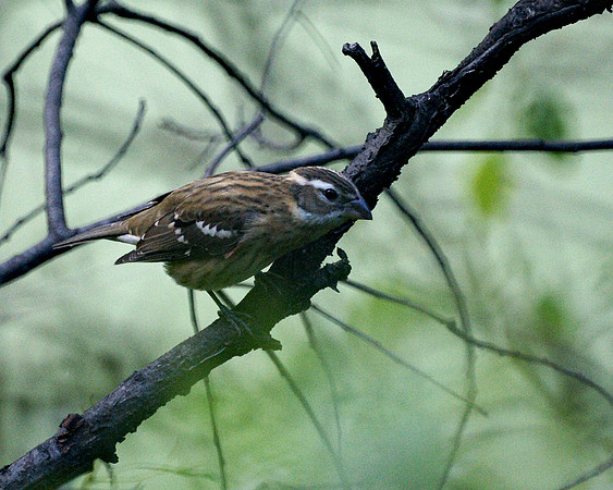 Rose-Breasted Grosbeak, Central Park