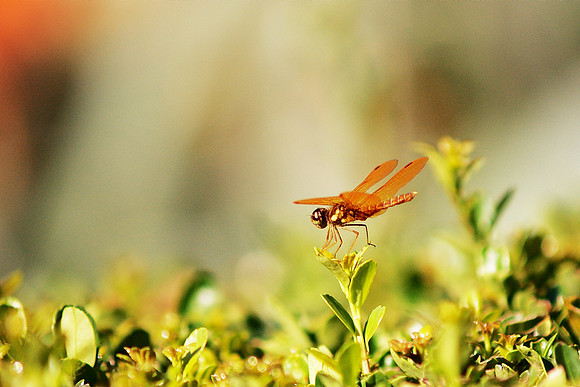 Dragonfly